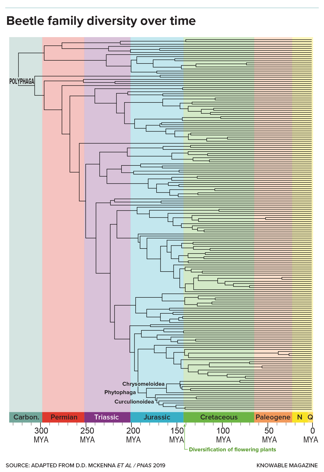 Graphic shows a family tree of beetle evolution over the last 350 million years. Beetle families branched into different groups, with an increasing density of branches developing with the spread of flowering plants.