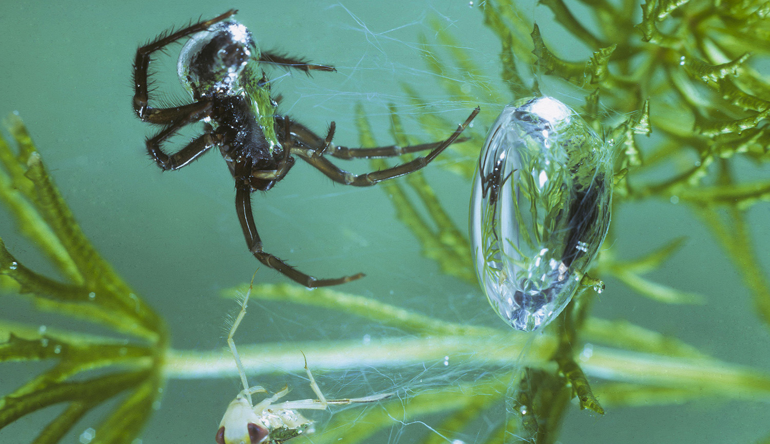 An underwater spider approaches a bubble.