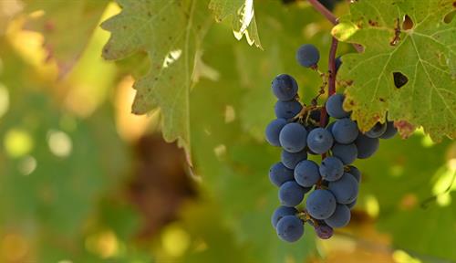 Climate change is altering the chemistry of wine