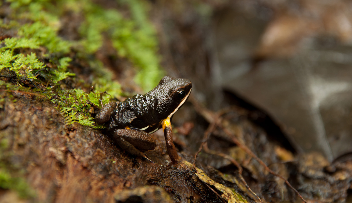 Photograph of a frog perched on what looks like brown soil near some green vegetation. Its back appears bumpy. Those are the tadpoles.
