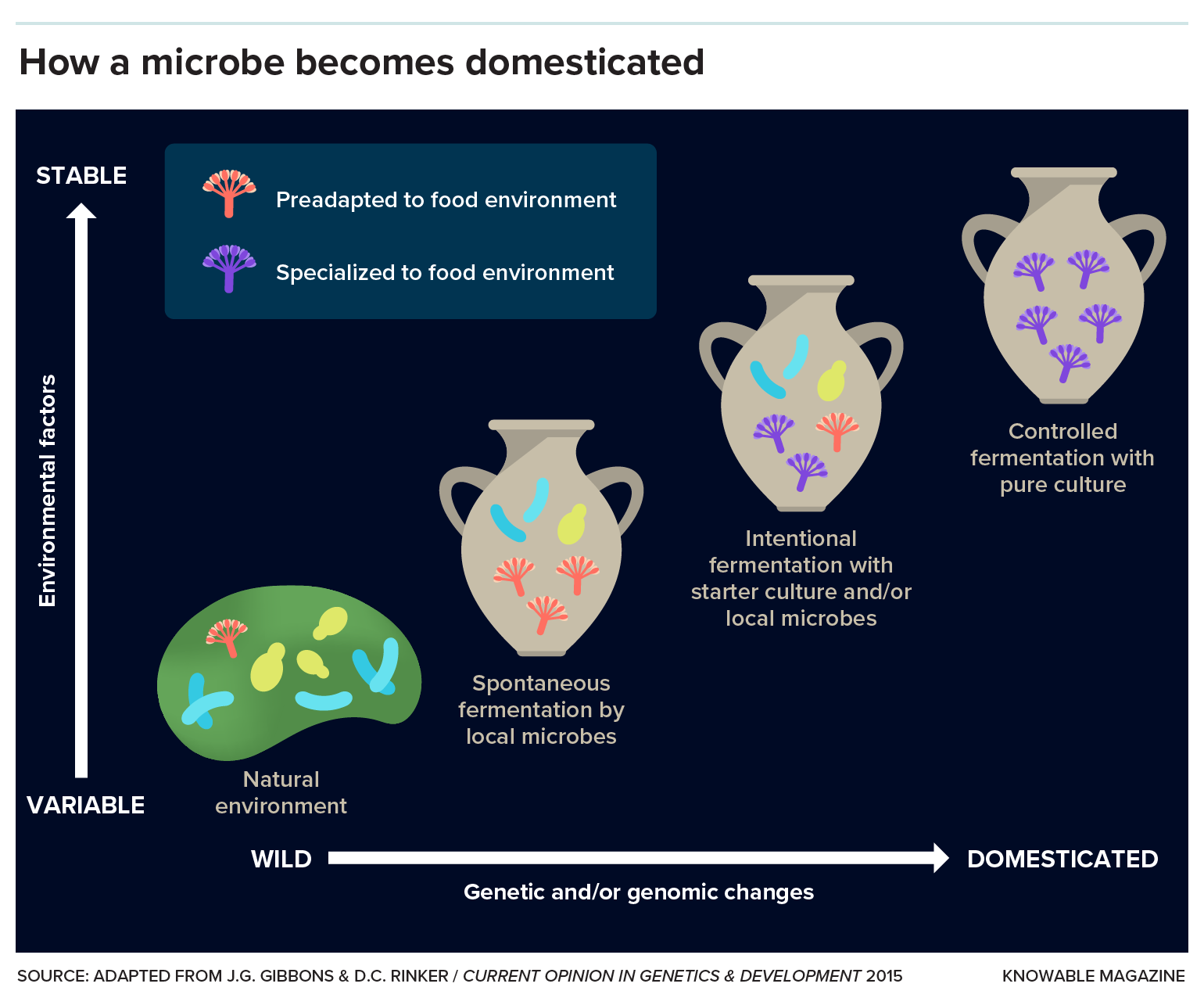 Graphic shows a diverse group of microbes in the wild; the group eventually becomes a monoculture during domestication.