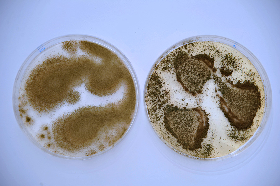 Two petri dishes; in each are colonies of fluffy, brownish molds.