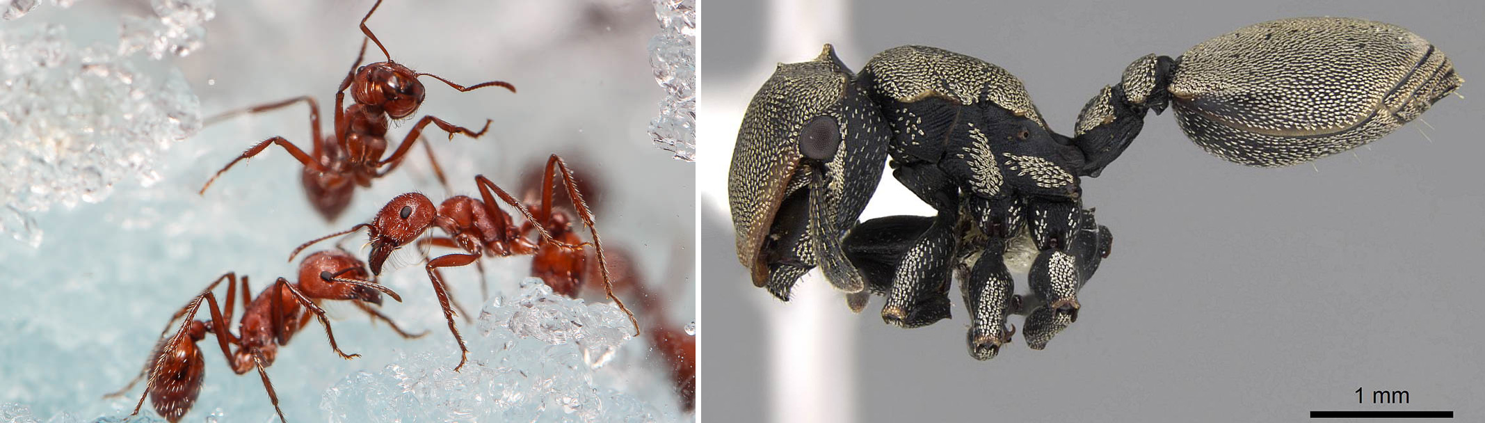 Photos show representatives of two ant species.