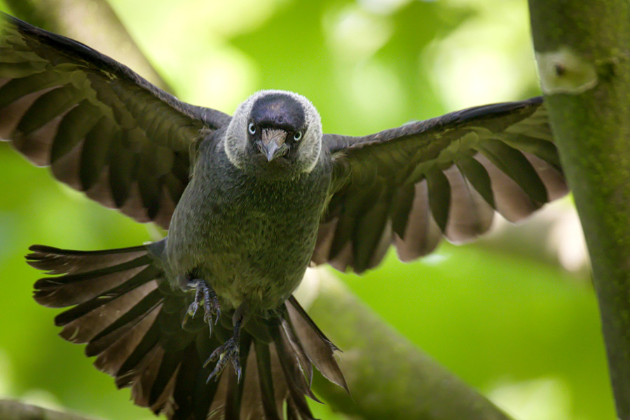 Photograph of a jackdaw in flight, with wings spread.
