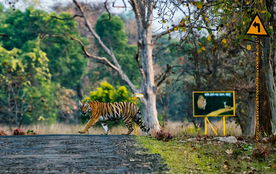 Photograph of a Bengal tiger crossing a road. A tiger crossing warning sign is also in view.