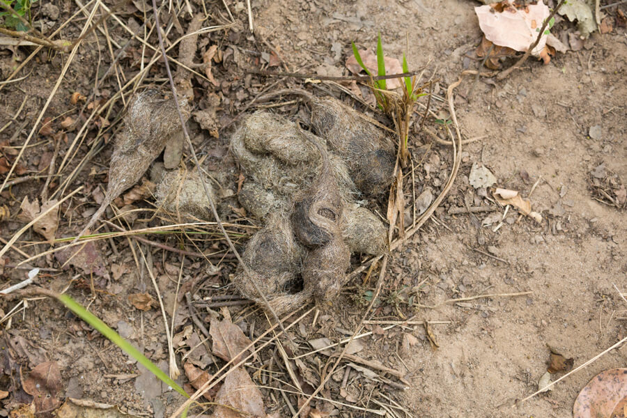 Photograph of scat deposited by a Bengal tiger. It is desiccated and contains plenty of fur.