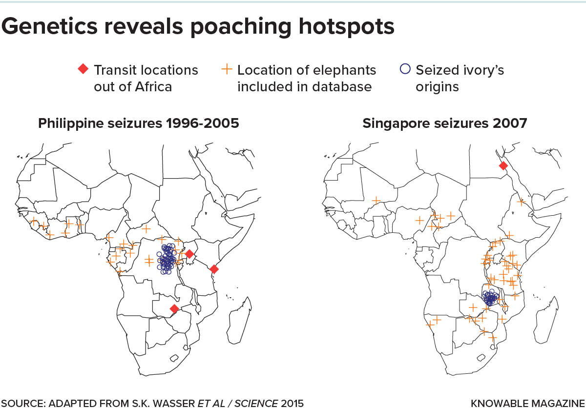 Two line maps of Africa. The left map shows the origins of ivory seized in the Philippines between 1996 and 2005; the one on the right illustrates origins of ivory seized in Singapore in 2007. Red diamonds mark the ports by which the ivory left Africa. Crosses mark the locations of elephants in a genetic database. Blue circles mark the origins of the seized ivory, based on that database.