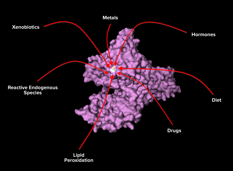 A human serum albumin protein surrounded by the molecules thought to be targeted by the protein.