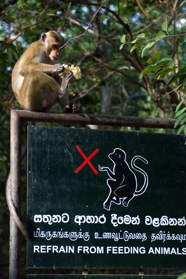 Photo shows a toque macaque eating a snack atop a sign that says “Please refrain from feeding the animals.”