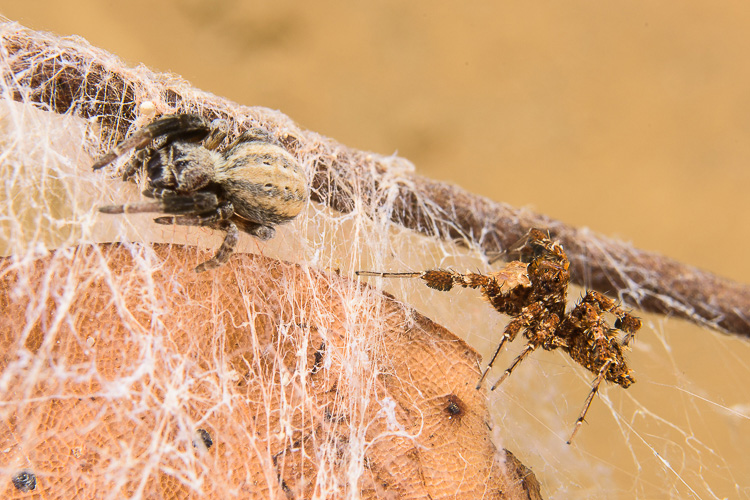 Photo shows a jumping spider walking up behind a velvet spider on the velvet’s spider’s web.