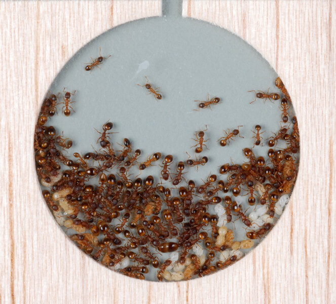 A colony of ants in a round space carved from a piece of wood with a small notch in one side that serves as entrance and exit.