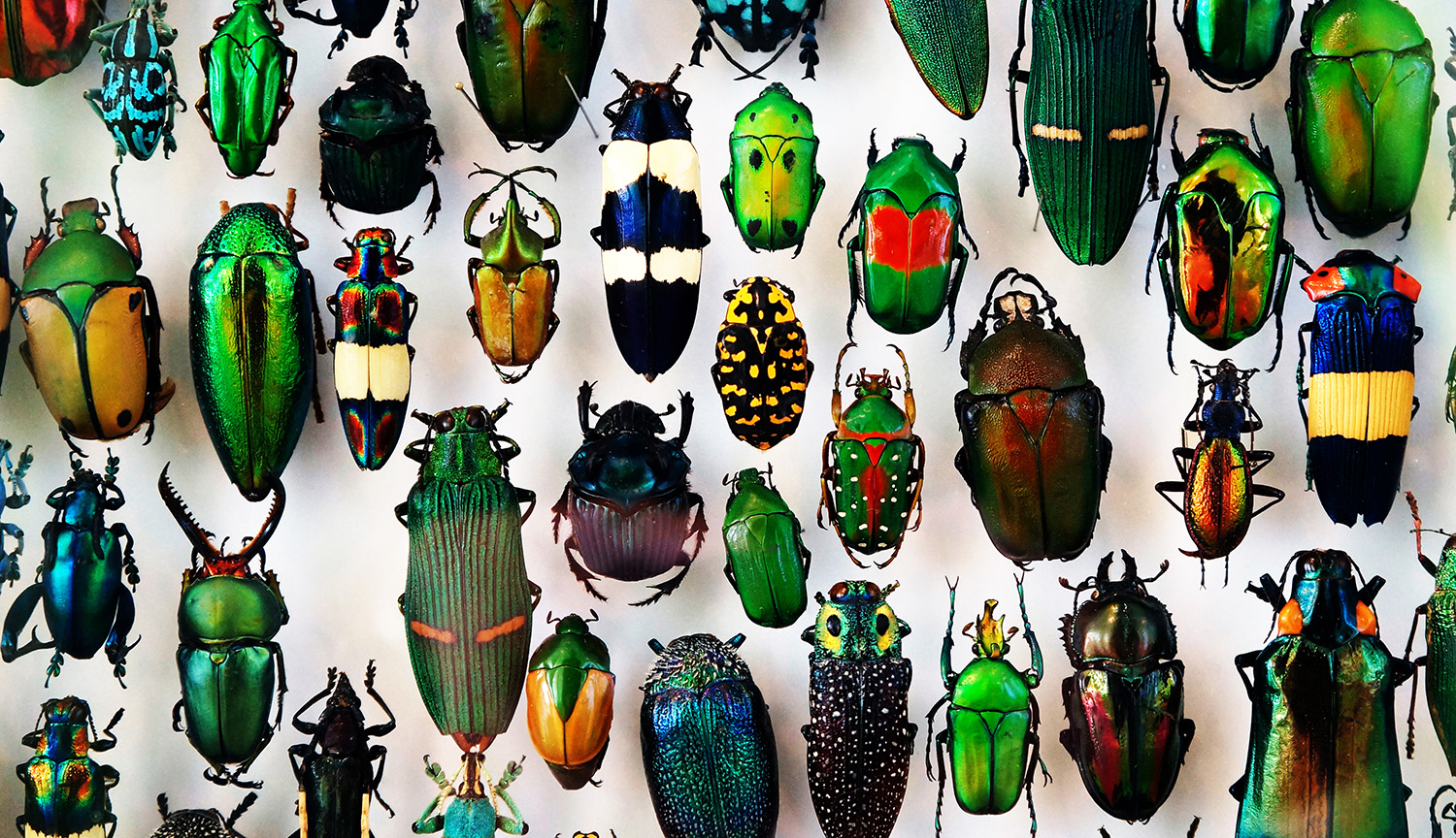 Photo shows a colorful collection of more than a dozen different sized insects atop a white background.