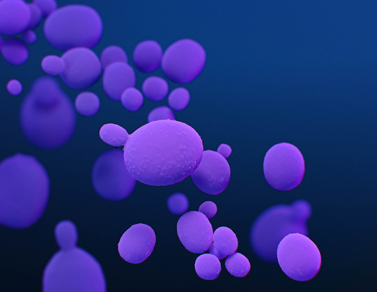 Purple-colored C. auris cells.