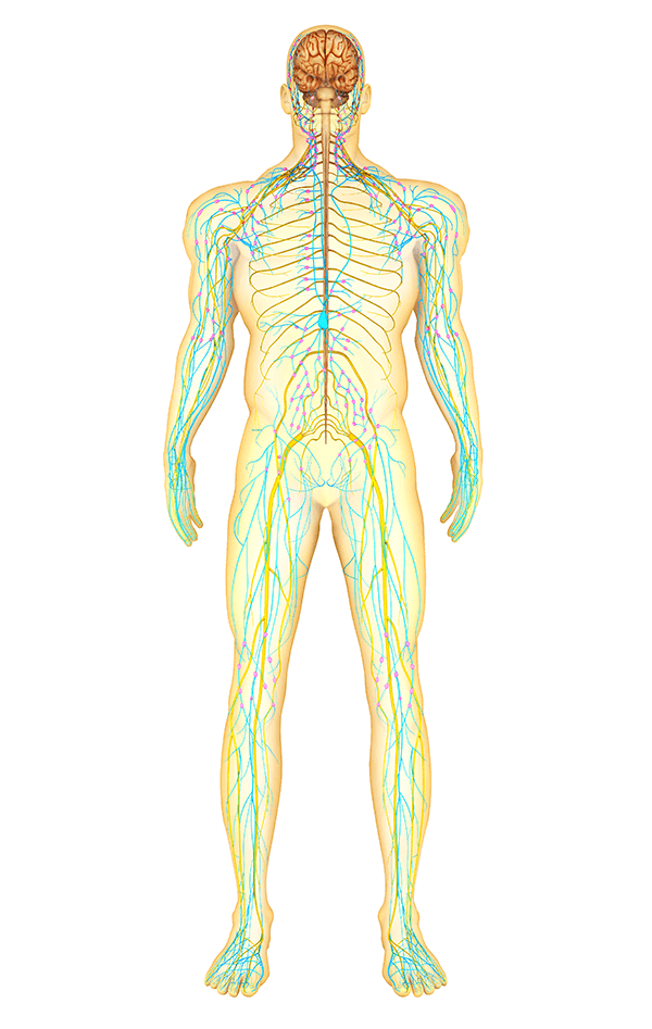 Illustration of the anatomy of the human nervous system and lymphatic system, front view.