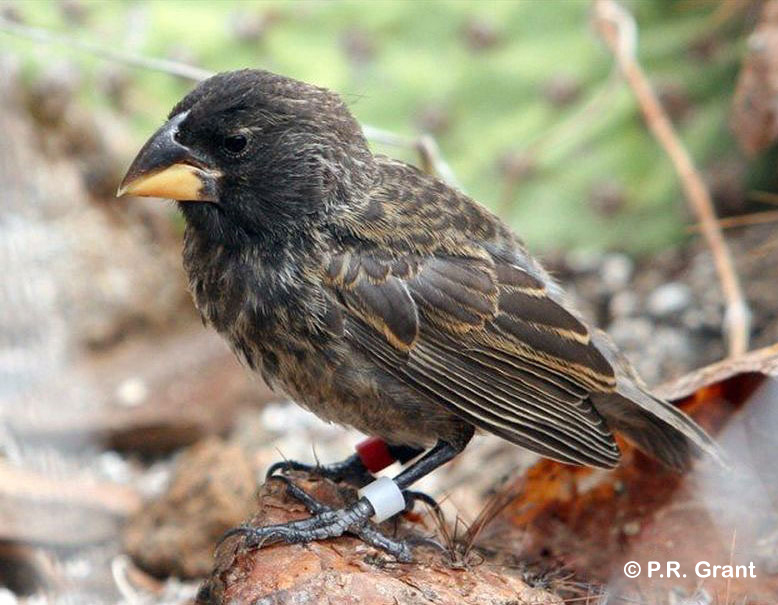 A photo of a Galapagos finch.