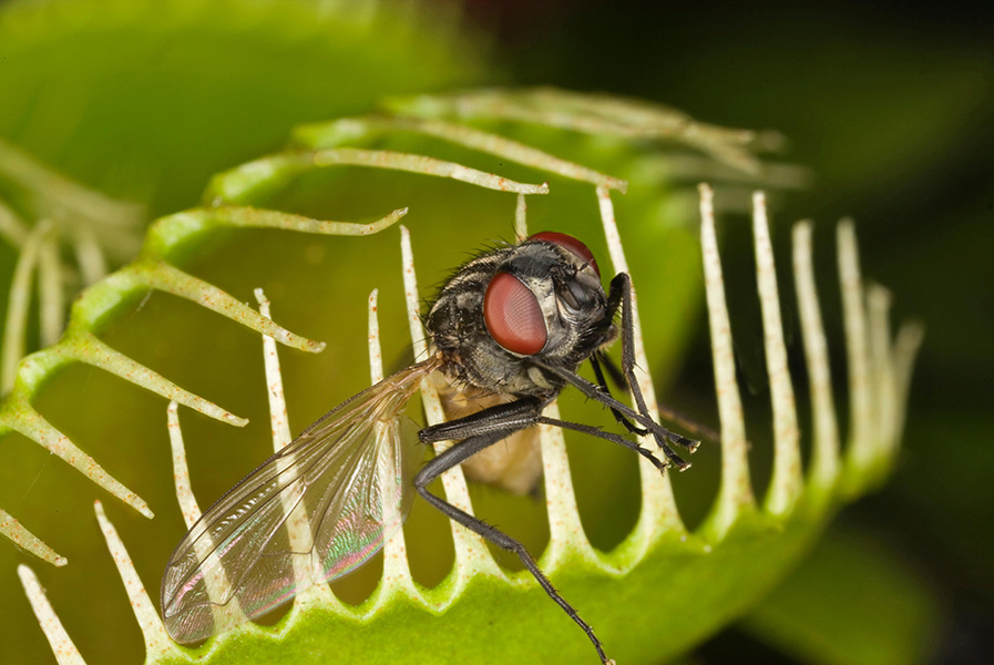A close-up photograph of a trap of the Venus flytrap. A hapless fly is stuck inside, its head poking out beyond the projections on the edges of the trap that create the “bars” of the trap.