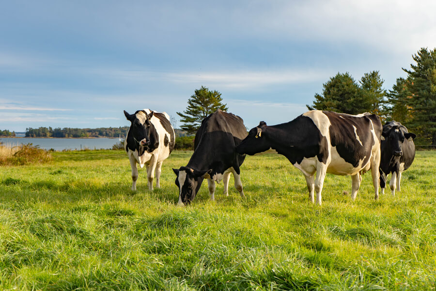 Photograph of four cows in a pasture of lush green grass, with water and trees in the background.