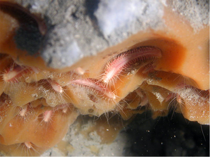 Photograph of about half a dozen red-pink creatures with many leg-like projections crawling within crevices of tan-colored material.