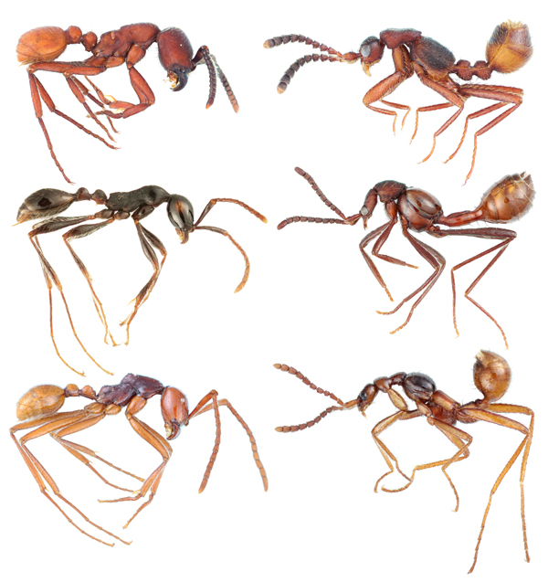 This Ant Species May Support a Controversial Theory on Evolution