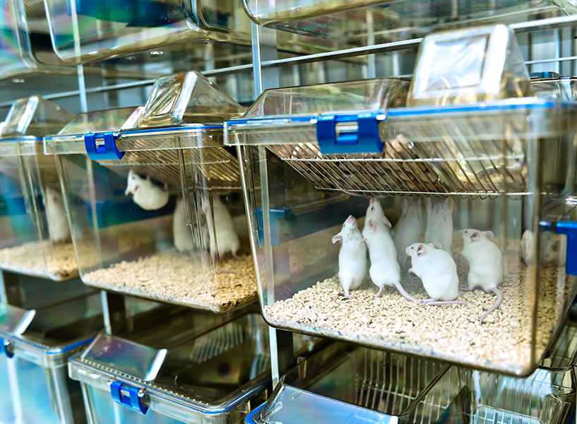 Photograph of shelves of cages containing white mice.