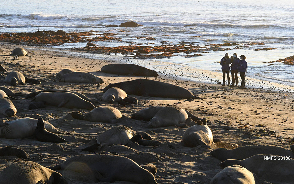 Photograph of a beach with many northern elephant seals lounging on the sand. There are rocks and kelp in the water. Three people stand in the background near the water’s edge.