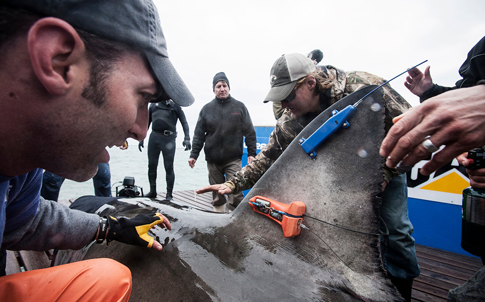 Photograph of two researchers tagging a great white shark. Others stand in the background. They are on board a ship or boat. All you can see of the shark is its dorsal fin and part of its body. The fin has two tags on it: a blue one near the tip with what looks like an antenna on the tip, and an orange tag lower down.