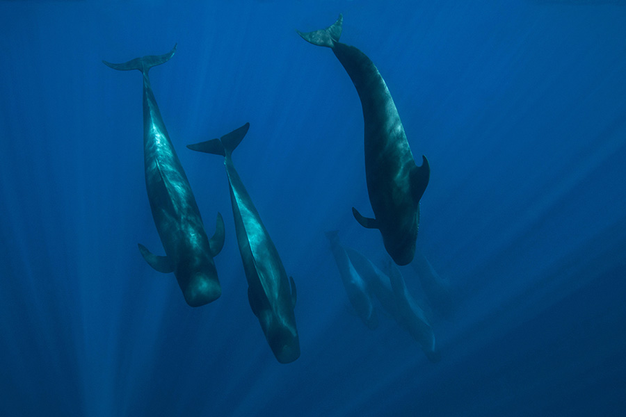 Photograph of three pilot whales next to each other, almost vertical in the water, tails pointing upward. The water is dim. The whales have a turquoise sheen. Other whales, far dimmer, are in the water behind them.