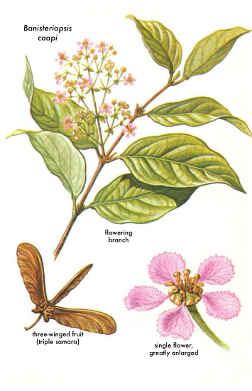 Floral illustration shows the leaves, flower and seed of the Banisteriopsis caapi plant, the main ingredient in ayahuasca preparations.
