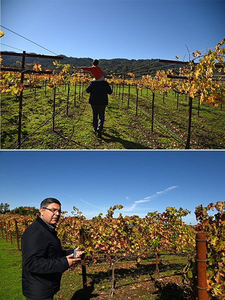 Two photographs of a man in a vineyard. In the top photo he is walking along a row with a child on his shoulders; in the bottom photo he is facing the camera and gesturing at a row of vines.