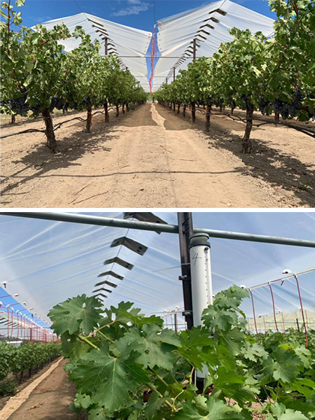 Two photographs, one on top of the other, show rows of leafy grapevines protected by shade films. The bottom photo is a close-up.