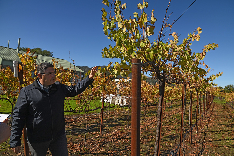 Photograph of a man gesturing at a row of grapevines. The trellising system places the leaves high on top of where the berries will be.