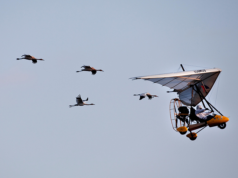 Photograph of four whooping cranes flying in the air behind a small aircraft.