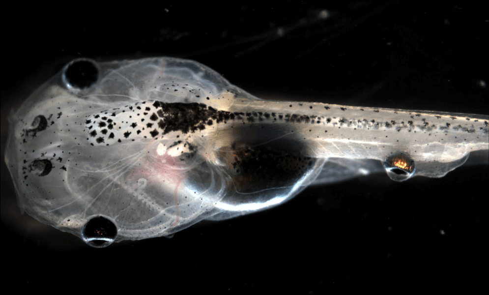 Una foto muestra un renacuajo en desarrollo con un crecimiento redondeado en su cola. El crecimiento fue un ojo de rana en desarrollo que se injertó en la espalda del renacuajo y se convirtió en un ojo funcional mediante señales bioeléctricas.