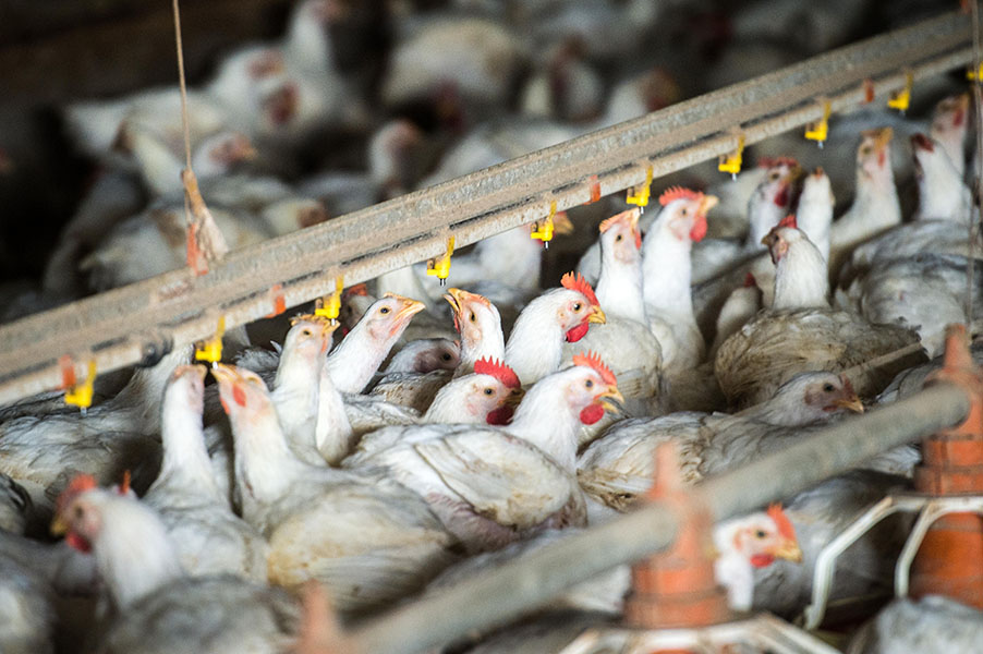 Photograph of several dozen chickens with white feathers and red combs, crowded tother. They are feeding from a long line of yellow feeding stations.