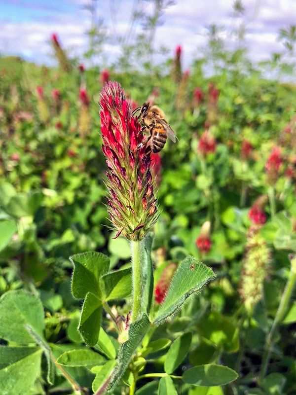 Close-up photo of a bee visiting a crimson clover flower