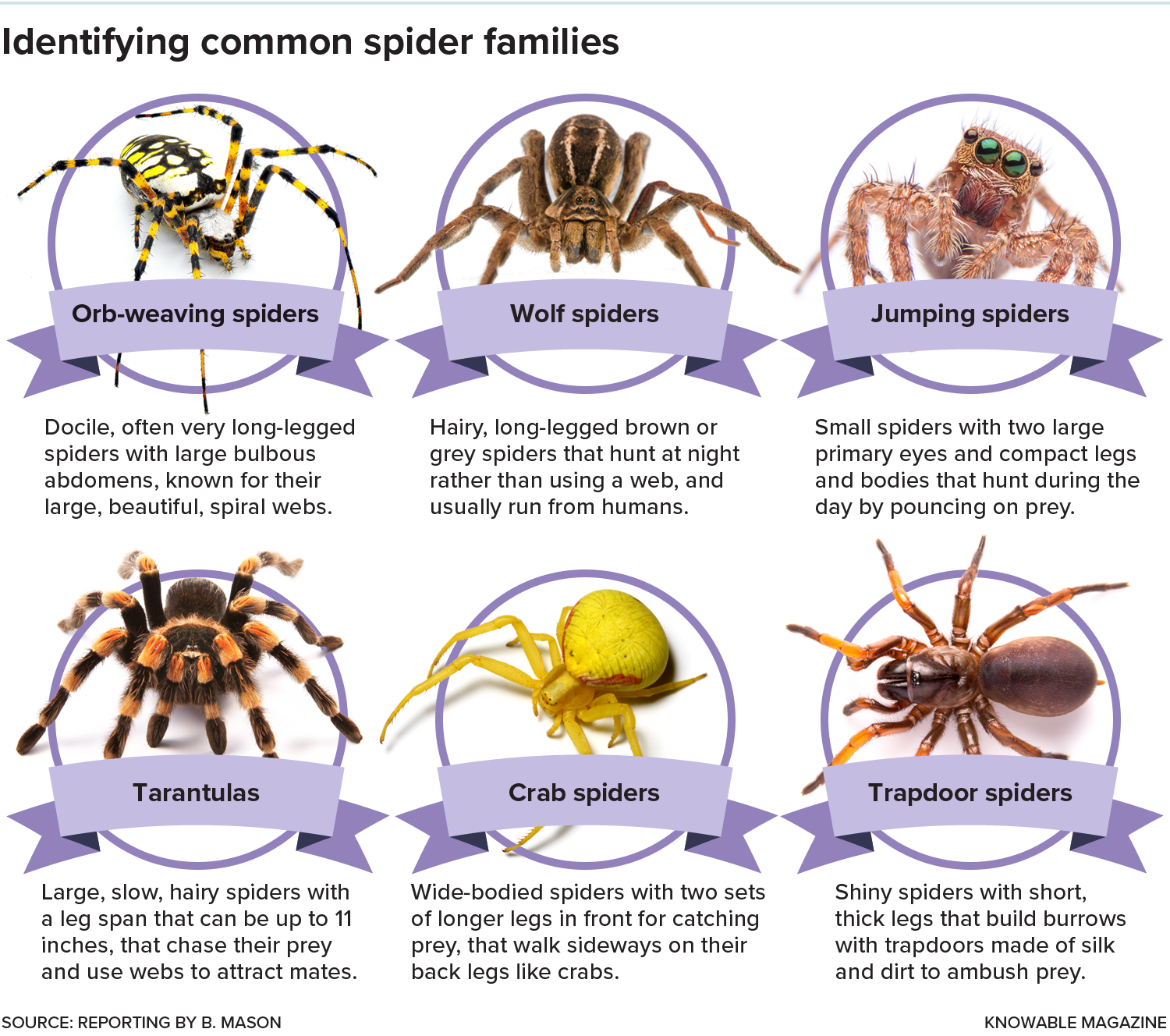 6 Common Types of Spiders In Texas - Identification and Prevention!