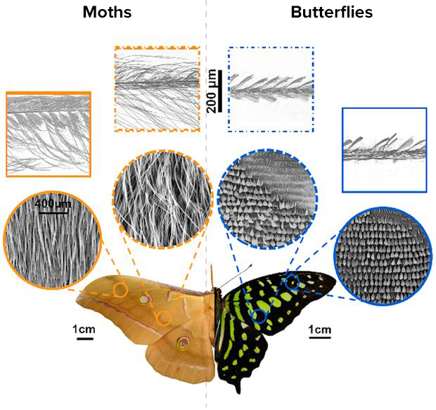 Graphic compares the body shape, size and wing microstructure of a moth and a butterfly, with a moth wing at left and a butterfly wing at right. On the scales of hundreds of nanometers, substantial differences appear: Moth wings are densely covered in long fibers; butterfly wings are made up of thousands of tiny scales.