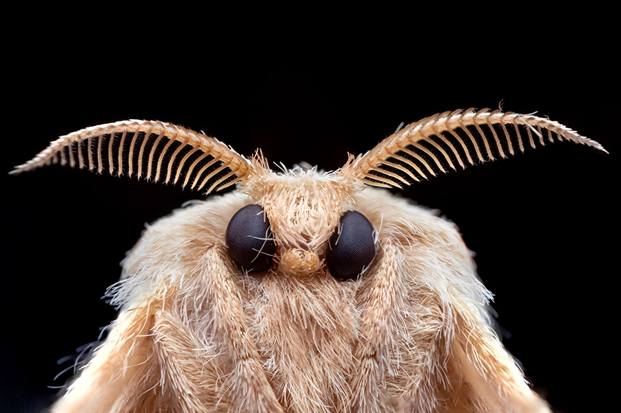 Close-up photo of a poodle moth shows large black eyes, two antennae and a fuzzy brown body.