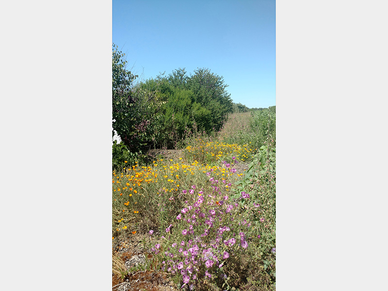 Blue skies frame a hill covered in purple, orange and yellow flowers and variety of green shrubs.