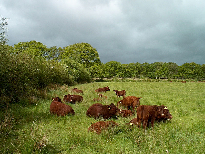 Under overcast skies a group of brown cattle gather in a grassy field surrounded by green shrubs.