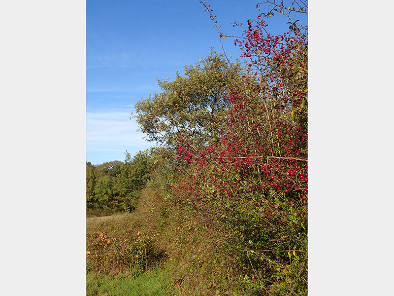A thorny green shrub with red berries sits in a field with a bright blue sky in the background.
