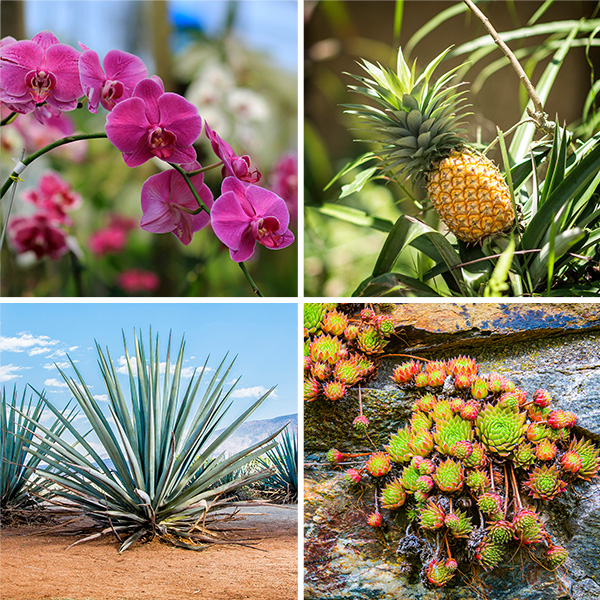 Four color photos of plants: orchid, pineapple, agave and sedum