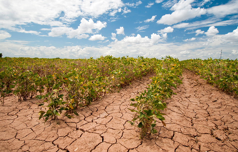 Photo of rows of withered soybean plants in a Texas field, the soil is cracked and dry.