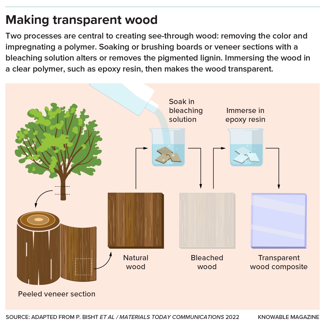 Le graphique montre les étapes de fabrication du bois transparent