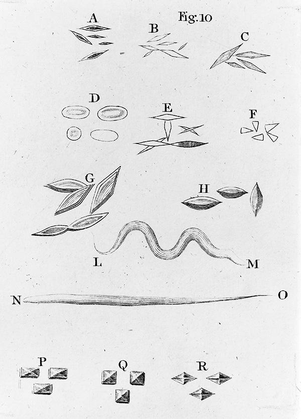 Sketches by Dutch microscopist Antonie van Leeuwenhoek.