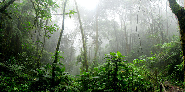 Image of a tropical rainforest, in the foreground green plants of medium height and, in the distance, tree trunks rising high, covered by mist.