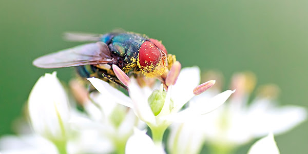 Close-up photograph of a fly with big red eyes sitting on top of white flower. Its head and thorax are covered with little yellow pollen grains.