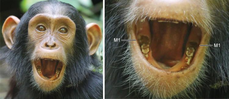 A young chimpanzee's open mouth shows new molars coming in.