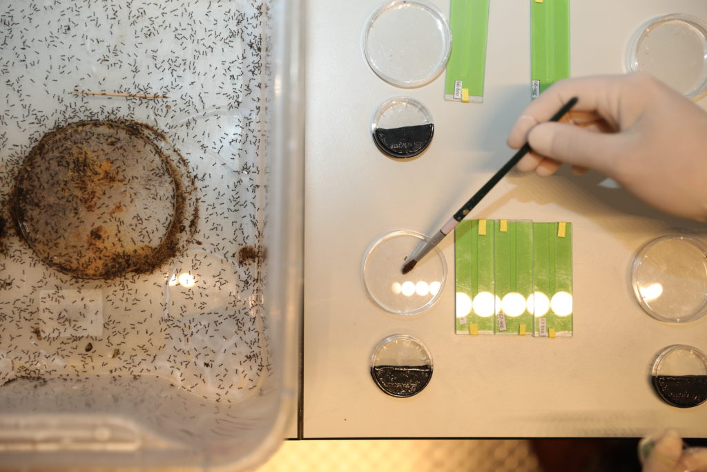 Photograph of a petri dish inside a tray. It is covered with little dark specks — these are ants. To the right, on the lab bench, a hand holds a brush. The hand is moving ants around inside one of several petri dishes on the table.