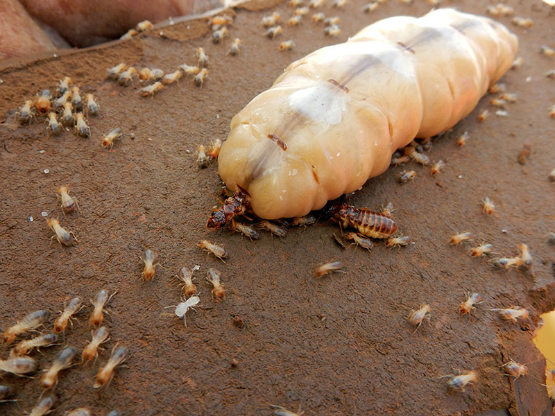 Photograph of an absolutely huge, bloated, termite queen. Its lumpy, cream-colored abdomen is stuffed with eggs. A smaller termite king is next to the queen. A host of even smaller workers surrounds the happy couple.